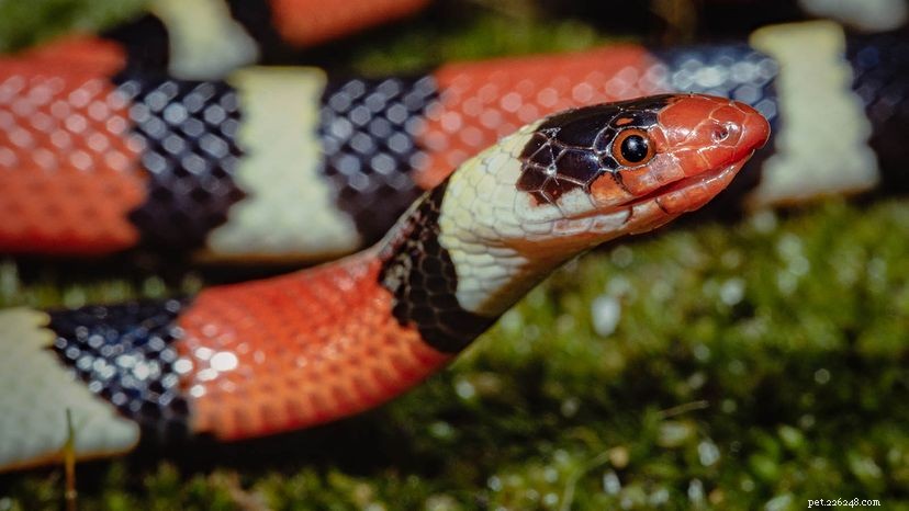 Milk Snakes: Colorful, Harmless Hunters of the Americas