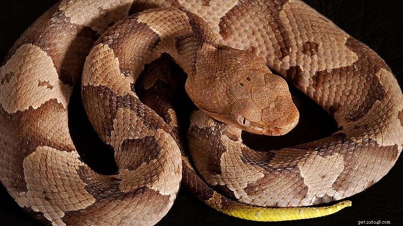 Pit Vipers: How They See You Even in the Dark