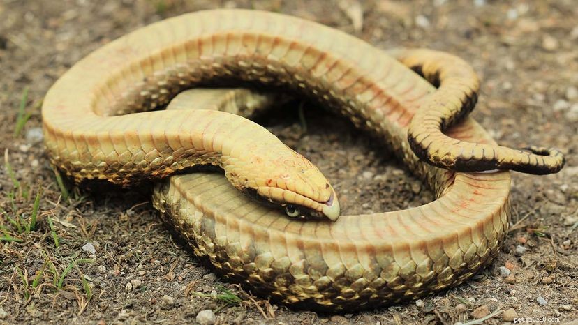 Hognose Snakes Play Dead: The Surprising Survival Tactic