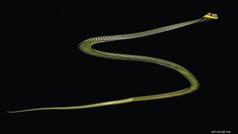 Flying Snakes: How Legless Reptiles Glide Through the Canopy