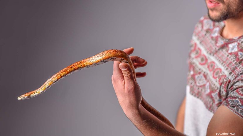10 Essential Facts About Rat Snakes: From Habitat to Care
