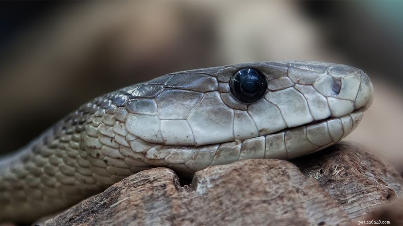 The Black Mamba: Africa’s Most Lethal Snake Revealed