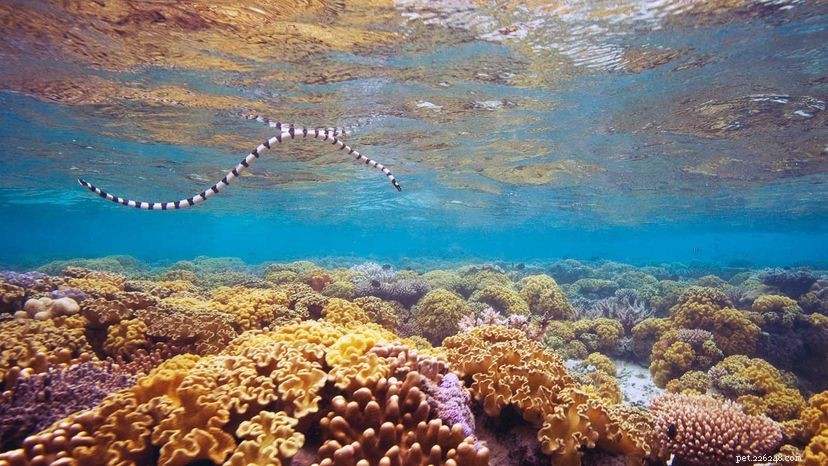 Sea Snakes: Their Venom Outshines Rattlesnakes