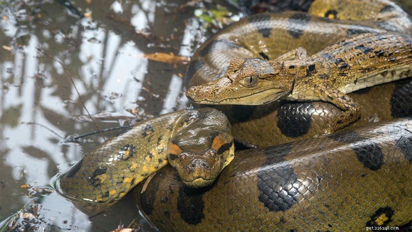 The Mighty Green Anaconda: Amazon s Waterborne Predator