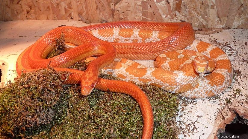 Corn Snakes: The Ideal Beginner s Pet for Reptile Enthusiasts