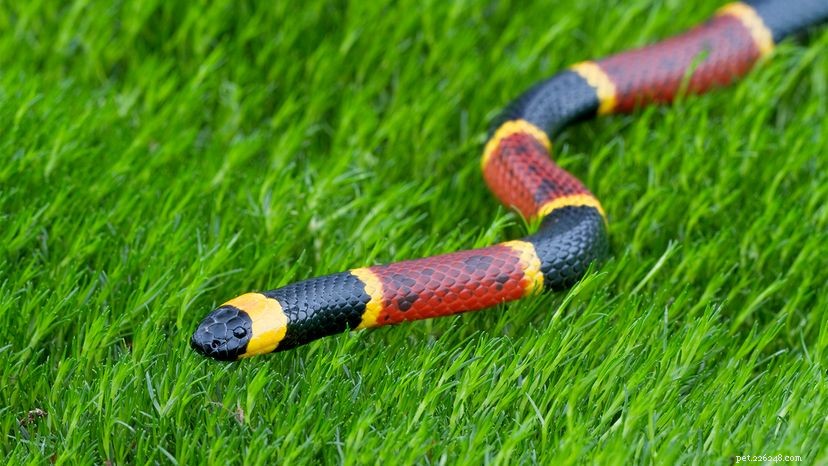 Coral Snakes: Vividly Banded, Deadly Venom—What You Need to Know