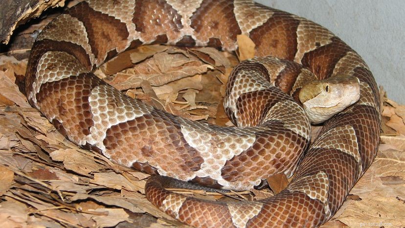 Copperhead Snakes: Non‑lethal Yet Dangerous – Why You Should Leave Them Alone