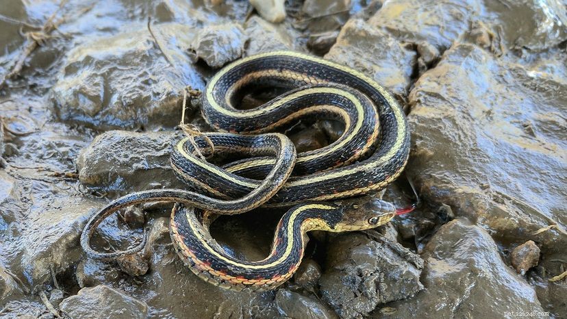 Garter Snakes: Safe, Pest-Eating Garden Allies