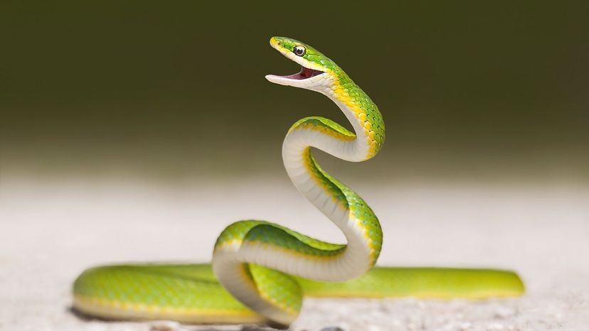 Unraveling How Snakes Became Legless: Evolutionary Insights