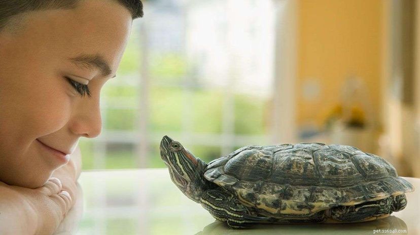 Why Turtle Shells Are More Than Protection