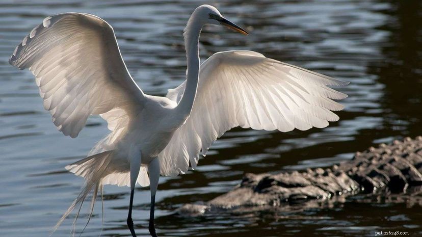 Alligators Thrive with the Help of Wading Birds, Study Finds