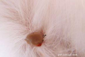 Effective Home Remedies to Safely Remove Ticks from Your Cat