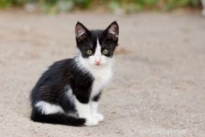 Safe, Proven Home Remedies to Treat Worms in Cats
