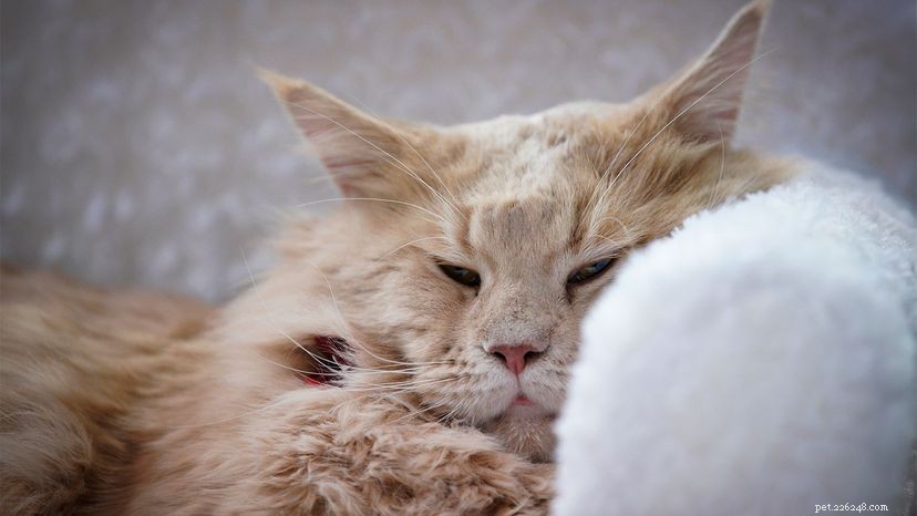 Spotting the Signs: How to Know If Your Cat Is Unwell