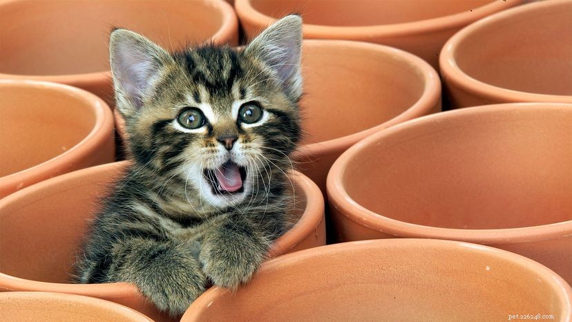 Spotting the Signs: How to Know If Your Cat Is Unwell