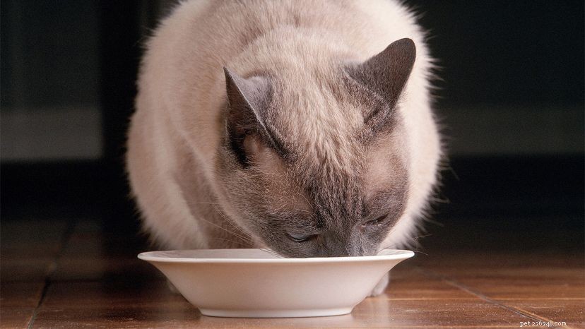 Spotting the Signs: How to Know If Your Cat Is Unwell