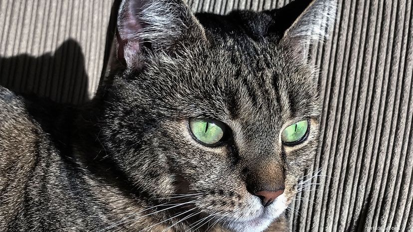 Spotting the Signs: How to Know If Your Cat Is Unwell