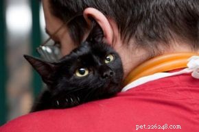 Proven Home Remedies to Keep Your Cat Healthy