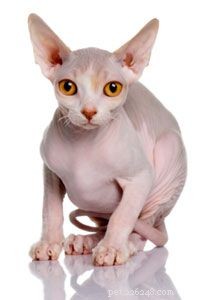 Effective Home Remedies to Treat Cat Hair Loss Naturally
