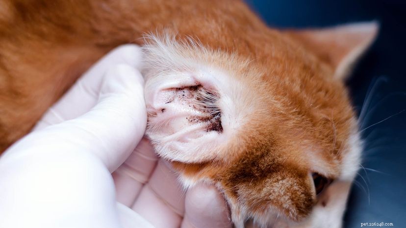 Effective Home Treatments for Cat Ear Mites: Safe, Proven Remedies