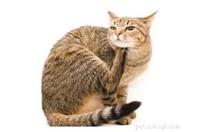 Effective Home Remedies to Eliminate Fleas from Your Cat