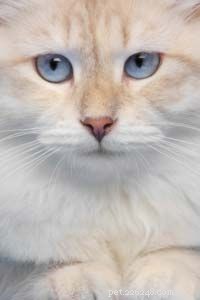 The Science Behind Cats: Understanding Their Behavior and Biology