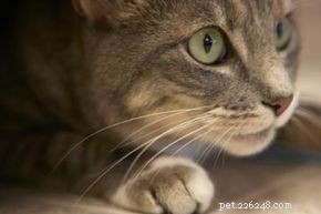 The Science Behind Cats: Understanding Their Behavior and Biology