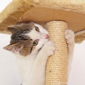 The Science Behind Cats: Understanding Their Behavior and Biology