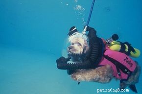 Exploring the Myth: Could Cats Really Dive Underwater?