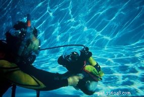 Exploring the Myth: Could Cats Really Dive Underwater?