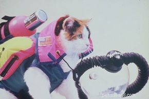Exploring the Myth: Could Cats Really Dive Underwater?