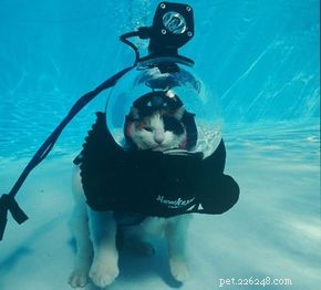 Exploring the Myth: Could Cats Really Dive Underwater?
