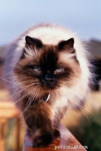 The Science Behind Why Cats Purr: A Complete Guide