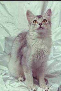Effective Treatments for Common Cat Illnesses: A Vet’s Guide