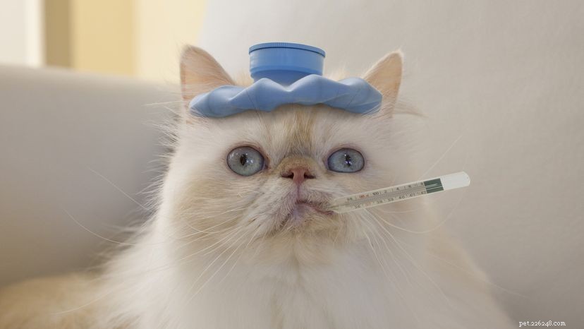 Effective Treatments for Common Cat Illnesses: A Vet’s Guide
