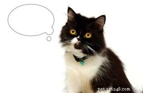 Effective Treatments for Common Cat Illnesses: A Vet’s Guide