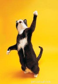 Effective Treatments for Common Cat Illnesses: A Vet’s Guide