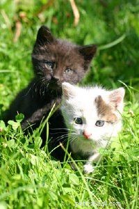 Effective Treatments for Common Cat Illnesses: A Vet’s Guide