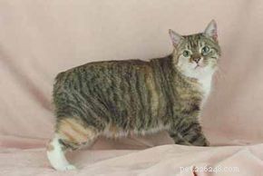 Effective Treatments for Common Cat Illnesses: A Vet’s Guide