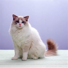 Effective Treatments for Common Cat Illnesses: A Vet’s Guide