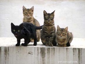 Effective Treatments for Common Cat Illnesses: A Vet’s Guide