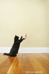 Effective Treatments for Common Cat Illnesses: A Vet’s Guide