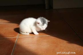 Effective Treatments for Common Cat Illnesses: A Vet’s Guide