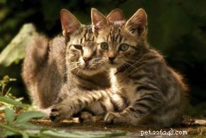 Effective Treatments for Common Cat Illnesses: A Vet’s Guide