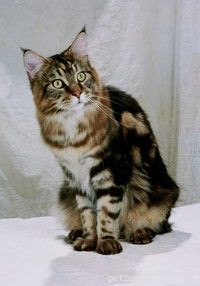The Ultimate Guide to Cat Shows: Class, Style, and Competition