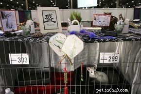 The Ultimate Guide to Cat Shows: Class, Style, and Competition