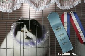 The Ultimate Guide to Cat Shows: Class, Style, and Competition
