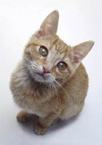 Essential Guide to Caring for Your Cat: Health, Nutrition, and Happiness