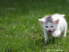 Essential Guide to Caring for Your Cat: Health, Nutrition, and Happiness