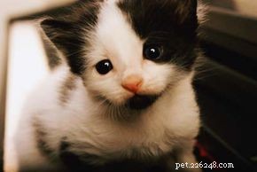 Essential Guide to Caring for Your Cat: Health, Nutrition, and Happiness